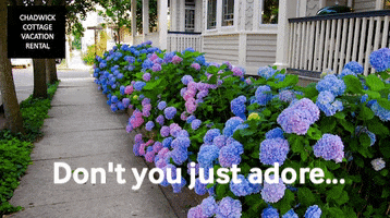 Jersey Shore Flowers GIF by Chadwick Cottage Vacation Rental Home