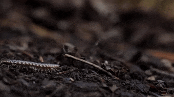 Bugs GIF