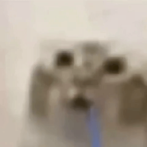 Cat GIF
