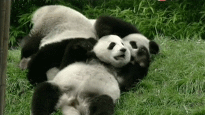 playing panda bears GIF