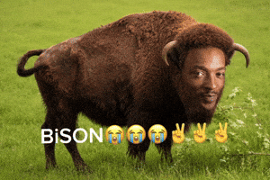 Son Bison GIF