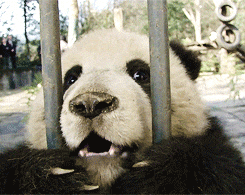 giphy.gif?cid=4d1e4f29837684b92b3b23a8d8002dfc5860e408f1b145d1&rid=giphy.gif