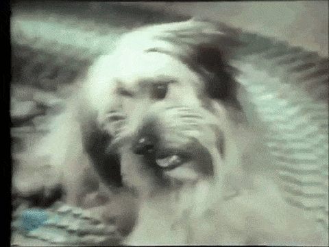 Chuck Wagon Dog Food Gifs Get The Best Gif On Giphy