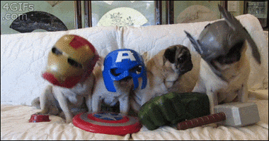 The Avengers Dog GIF