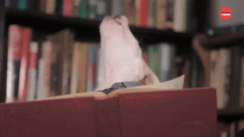 Books Reading GIF by BuzzFeed