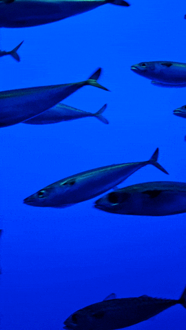 Fish GIF