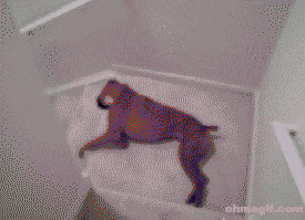Sleepy Funny Dog GIF - Find & Share on GIPHY