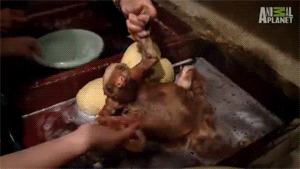 animal