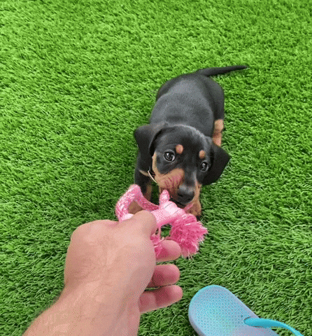 Dog GIF