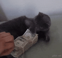Cats With Money Gifs Get The Best Gif On Giphy