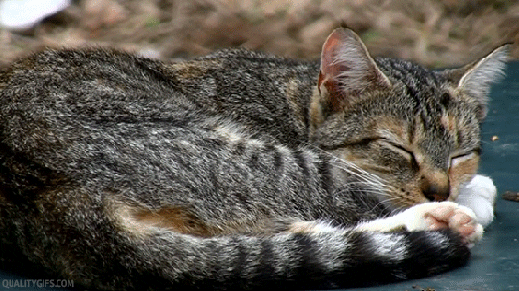 GIF uploaded by Olivia Austin