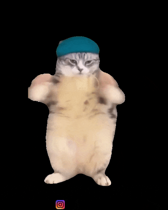 Cats Dancing Cat GIF