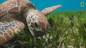 National Geographic Ocean GIF by Nat Geo Wild