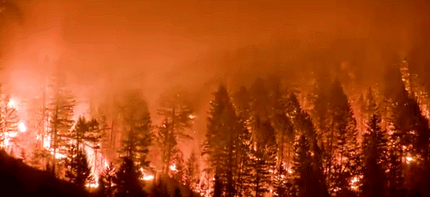 Gif Image Most Wanted High Quality Forest Fire Gif