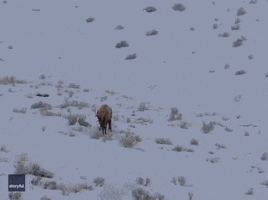Bull Elk Snow GIF by Storyful