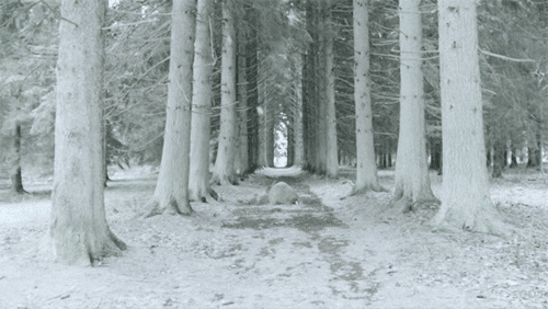 Image result for nature gif snow