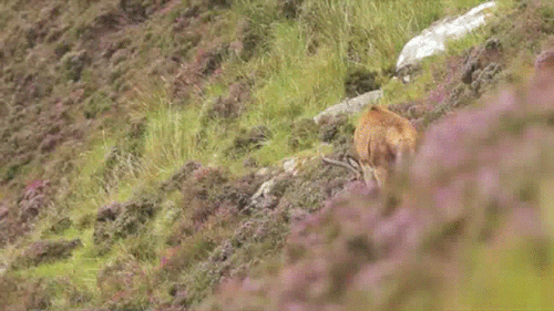 Red Deer GIF