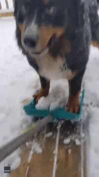 Funny-animals GIFs - Get the best GIF on GIPHY