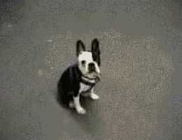 hump love GIF by Cheezburger