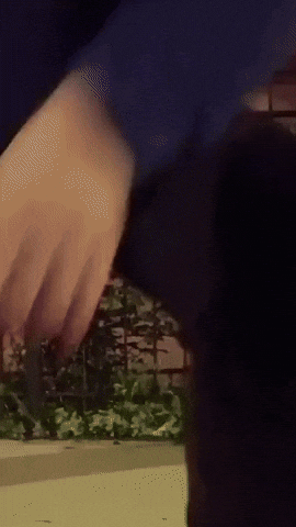 Happy Chicago GIF