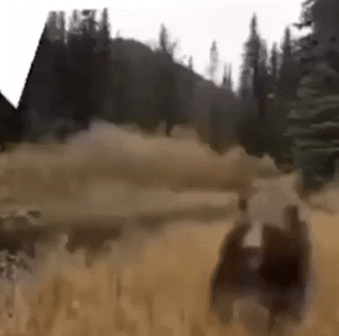 Bear Attack GIF