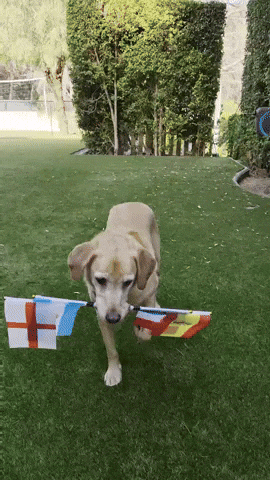 Final Four Dog GIF