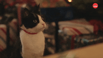 Cat Christmas GIF by BuzzFeed