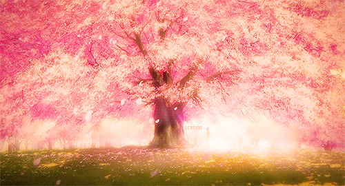 Cherry Blossom GIF