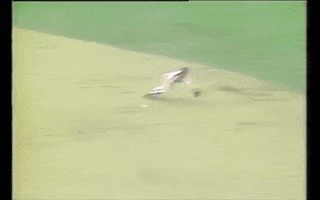 New York GIF