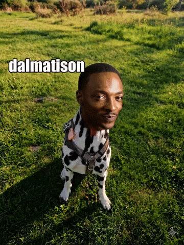 Son Trend GIF