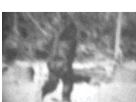 Bigfoot Hunters in Love by Jamie Fessenden