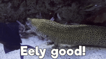 Im Good Moray Eel GIF by Aquarium of the Pacific