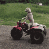 200w.gif