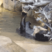 tired grizzly bear GIF by San Diego Zoo