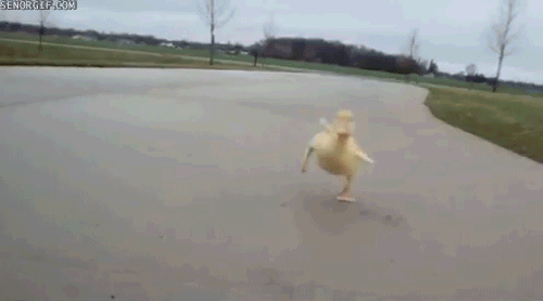 Duck Running GIF by Cheezburger - Find & Share on GIPHY