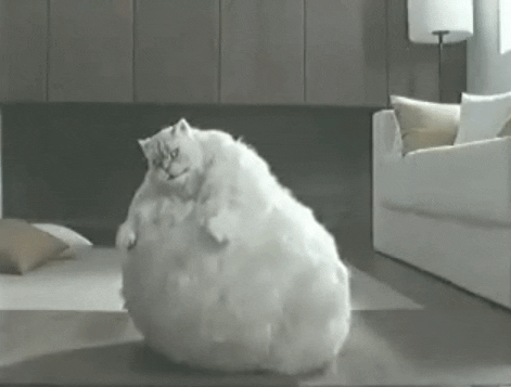 Cat Dancing GIF - Find & Share on GIPHY