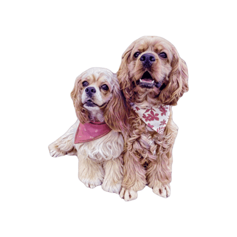 Bigbossandbora Sticker by Bellucci Manila