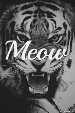 Black And White Tiger GIF