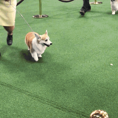 westminster dog show corgi