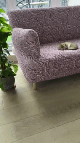 Cat Kitten GIF by mammamiacovers