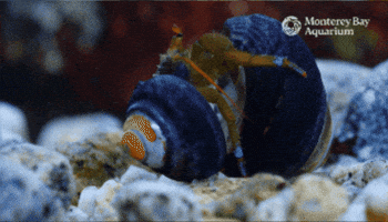 Moving Up Hermit Crab GIF by Monterey Bay Aquarium