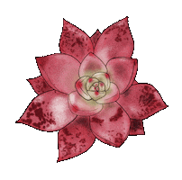 Pink Sticker