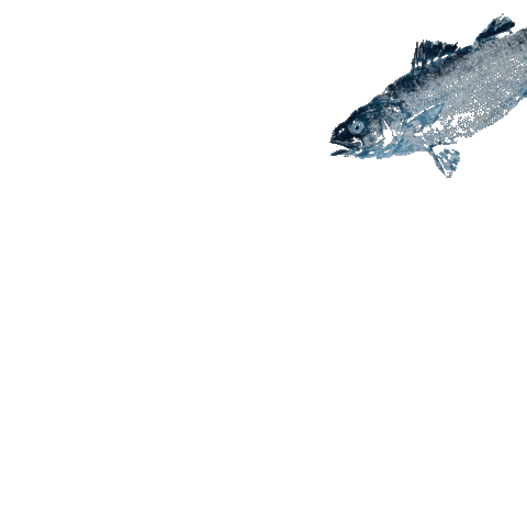 Fish Sticker By Gyotaku Gif