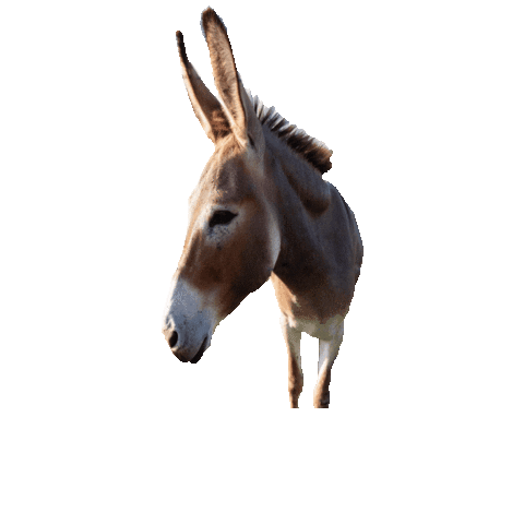 Mt Bundy Station Sticker