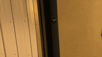 Nova Scotia Canada GIF by The Coast - Halifax/Kjipuktuk