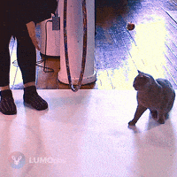 Fun Cats GIF by LUMOplay