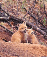 foxes GIF