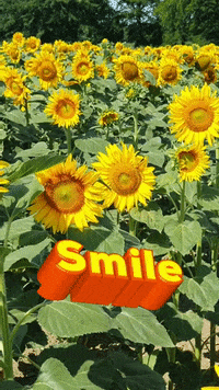 Sunflower-sunshine GIFs - Get the best GIF on GIPHY