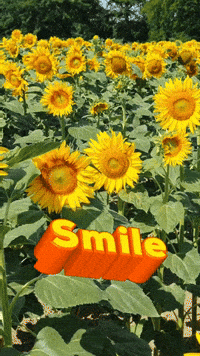 Sunflower-sunshine GIFs - Get the best GIF on GIPHY Sunflower-sunshine GIFs - Get the best GIF on GIPHY
