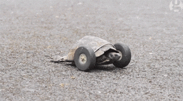 turtle power go mrs. t go!!!! GIF by Digg